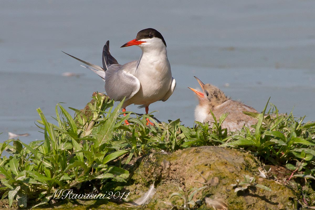 Sterna comune con pullo