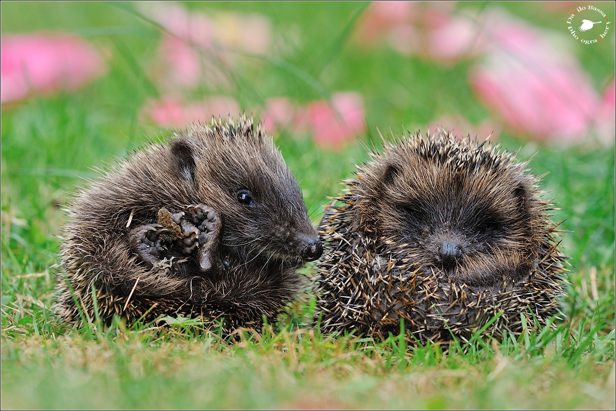 Wake up Sleepyhead!!