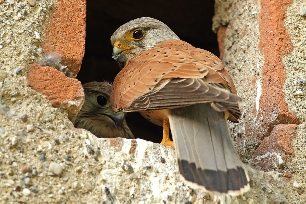 papà fa gli straordinari