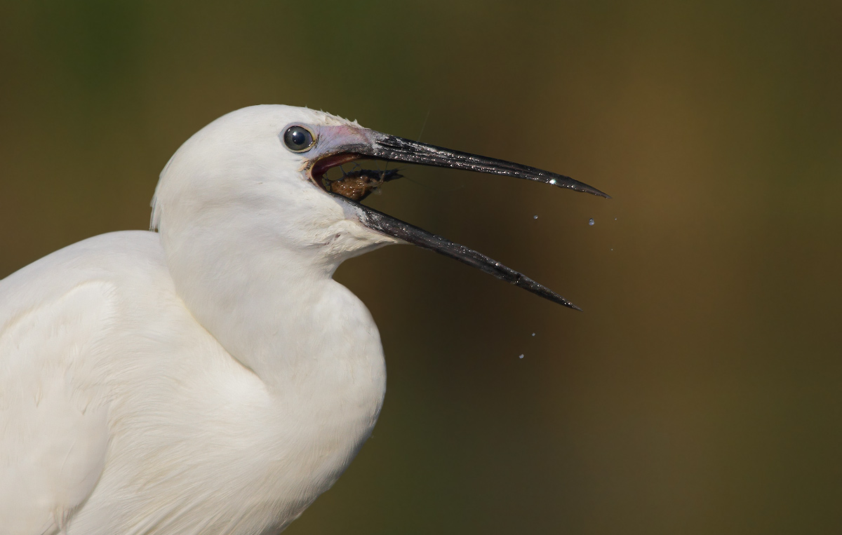 The end of the shrimp