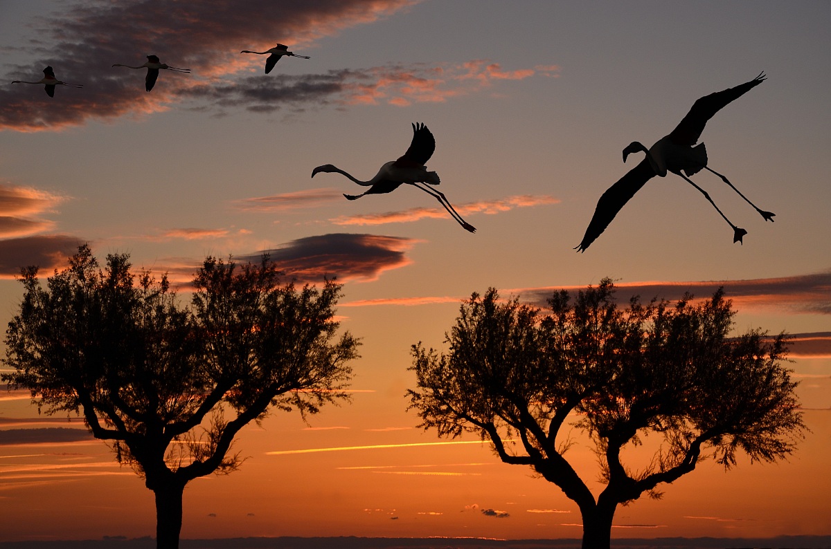Flamingos at sunset - Camargue