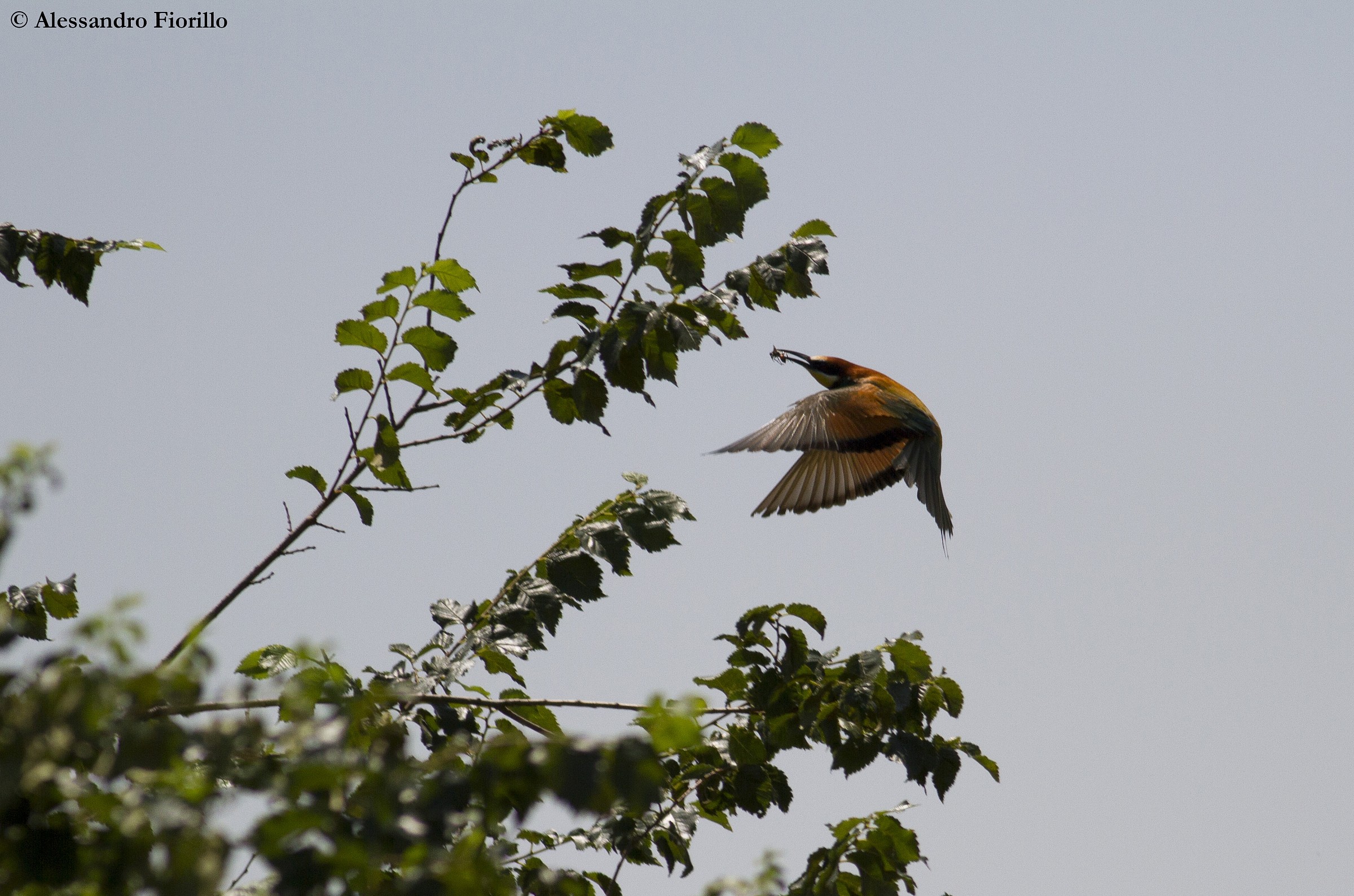 Gruccione con vespone