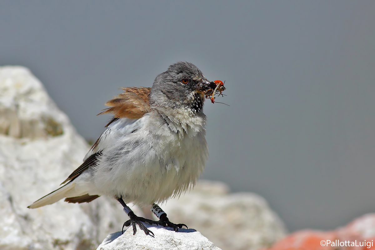 Fruinguello alpino (Montifringilla nivalis)