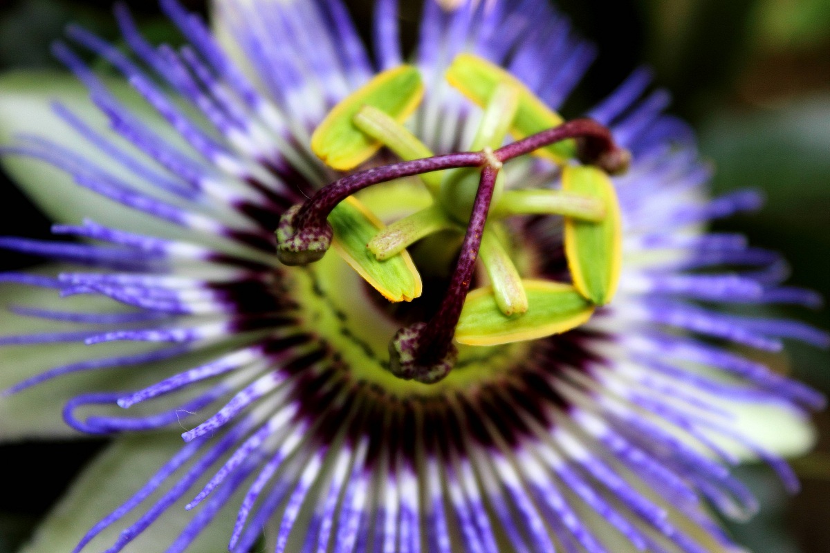 passion flower