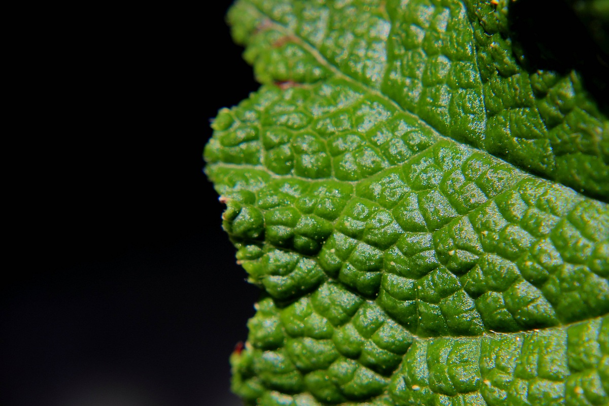 macro leaf
