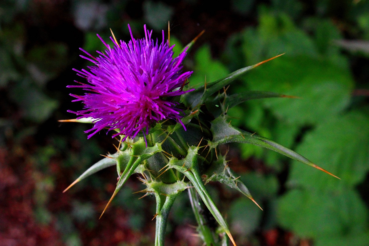 artichoke in bloom