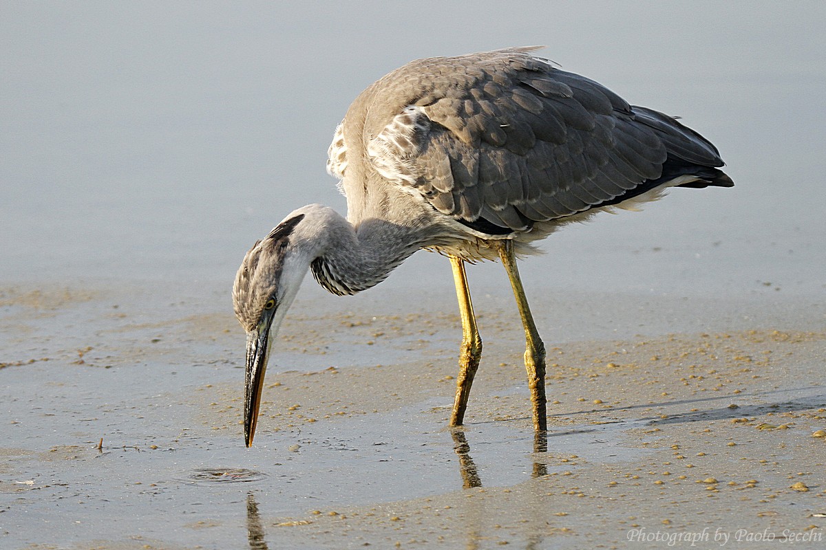 Heron tip