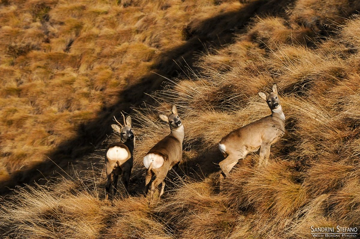 The Three Musketeers