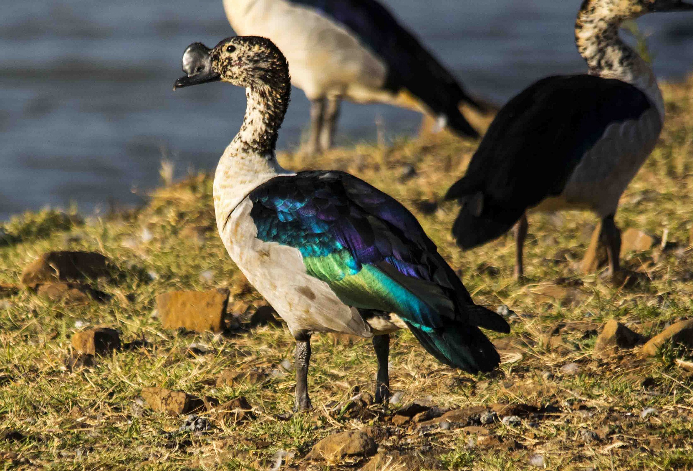 Sarkidiornis melanotos