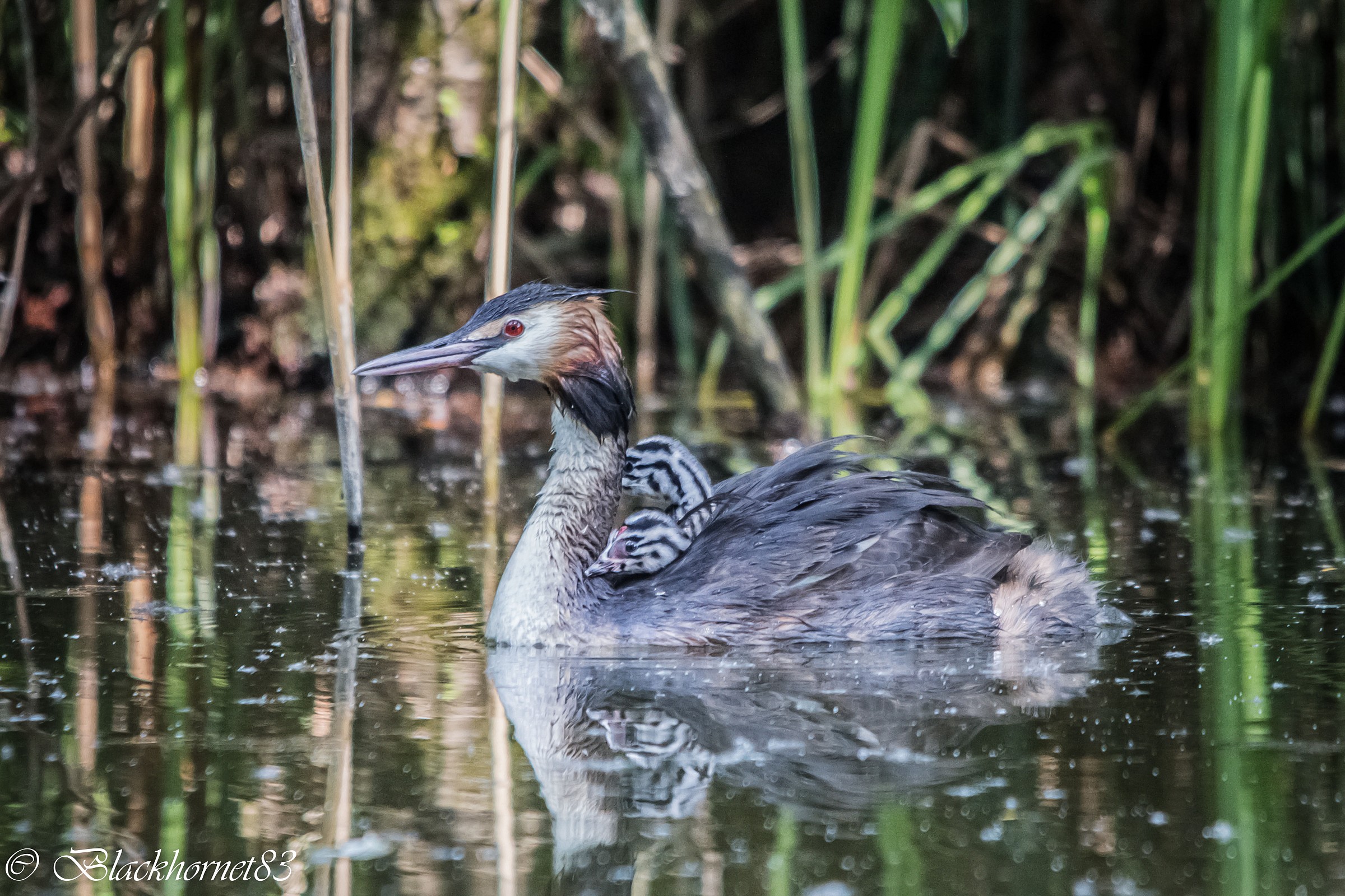 Ritratto di famiglia