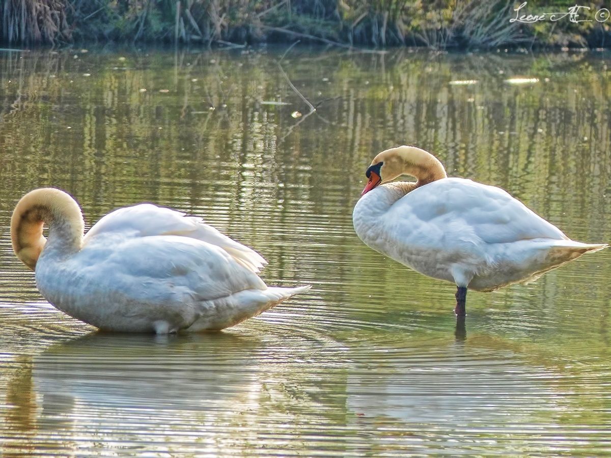 Swans