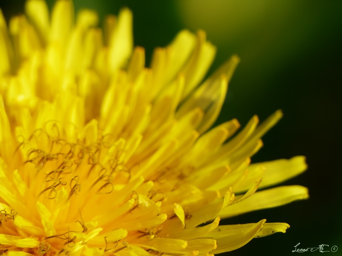 Dandelion