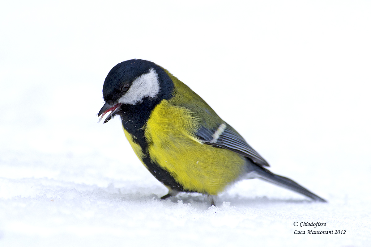 Great Tit - tongue