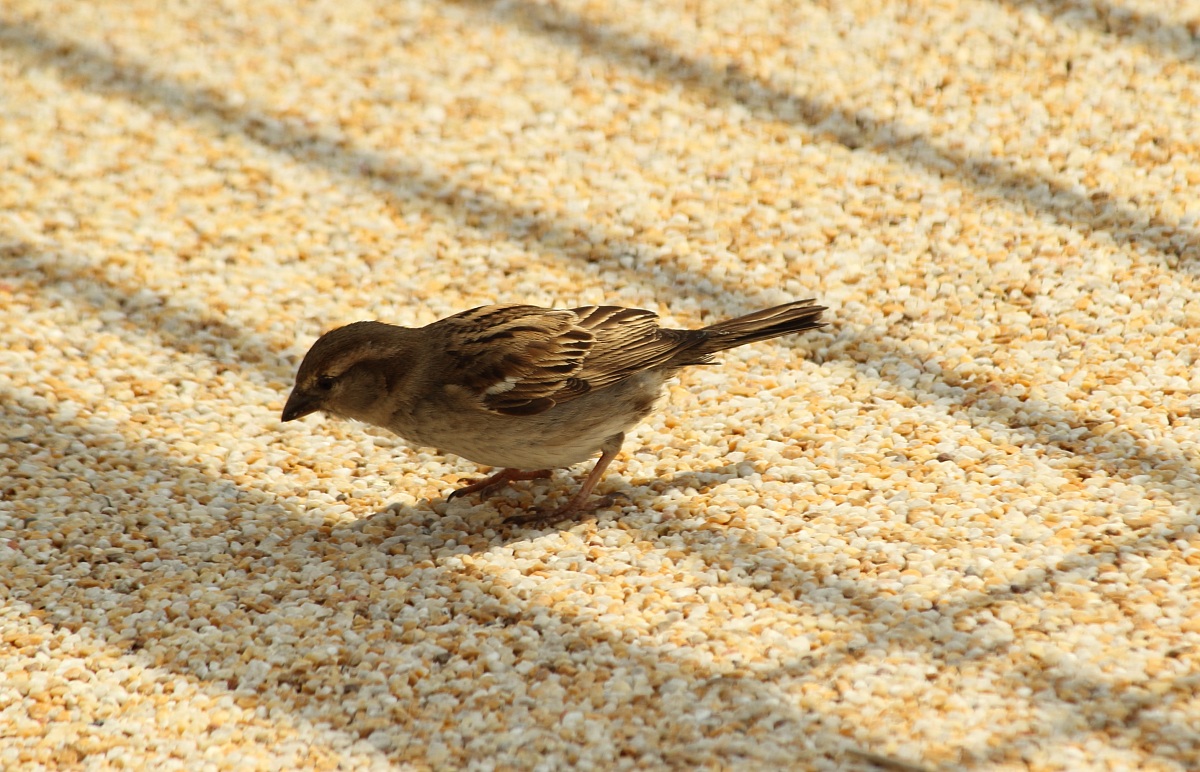 Sparrow