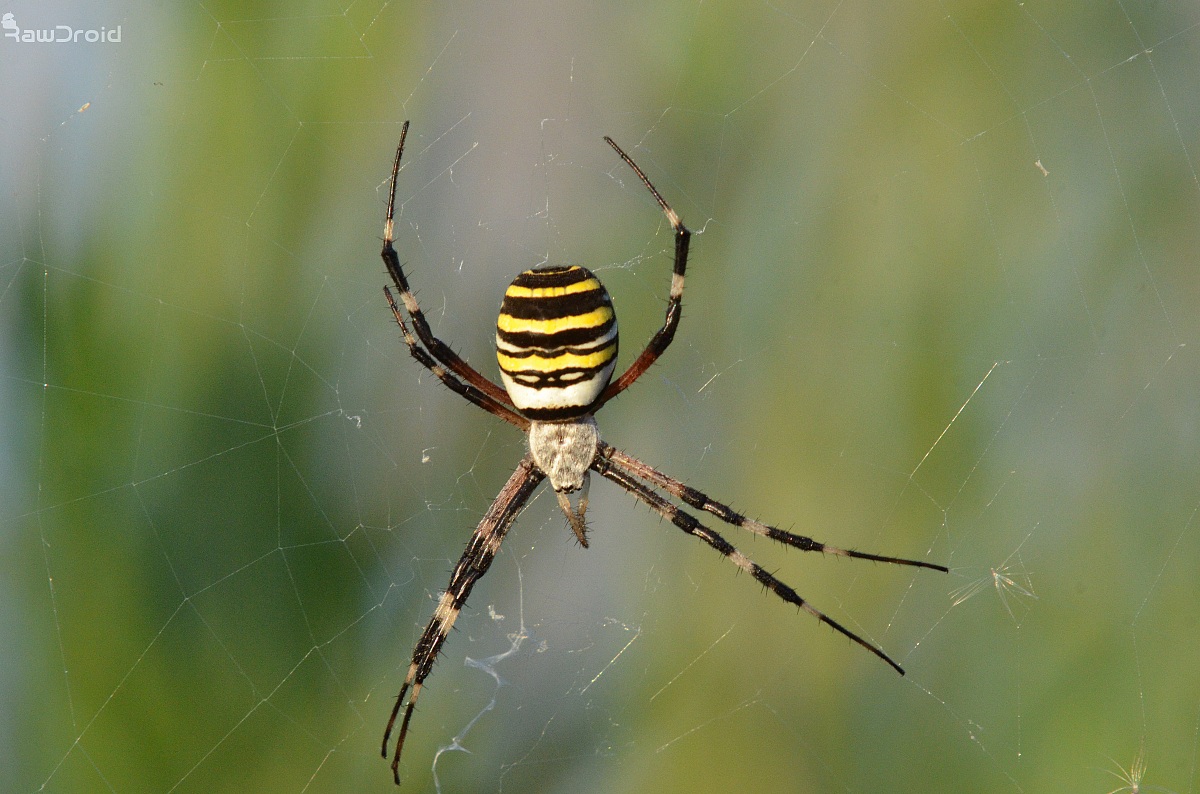 argiope