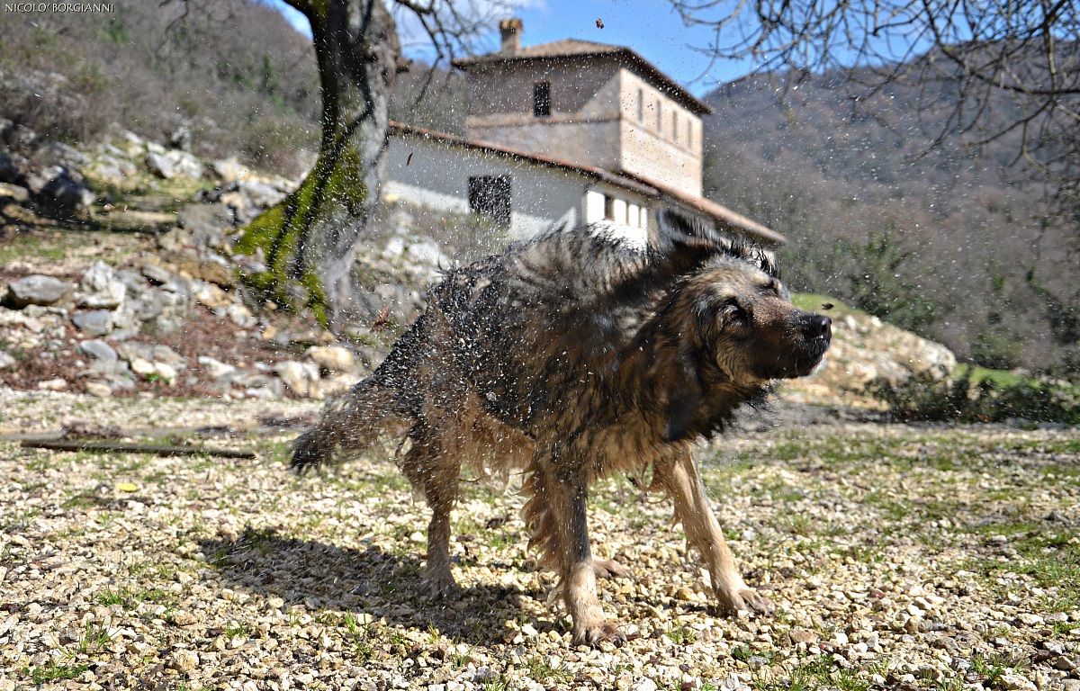 Luise, un cane molesto.