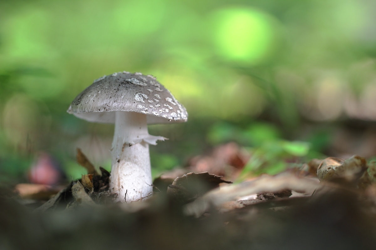 Amanita excelsa