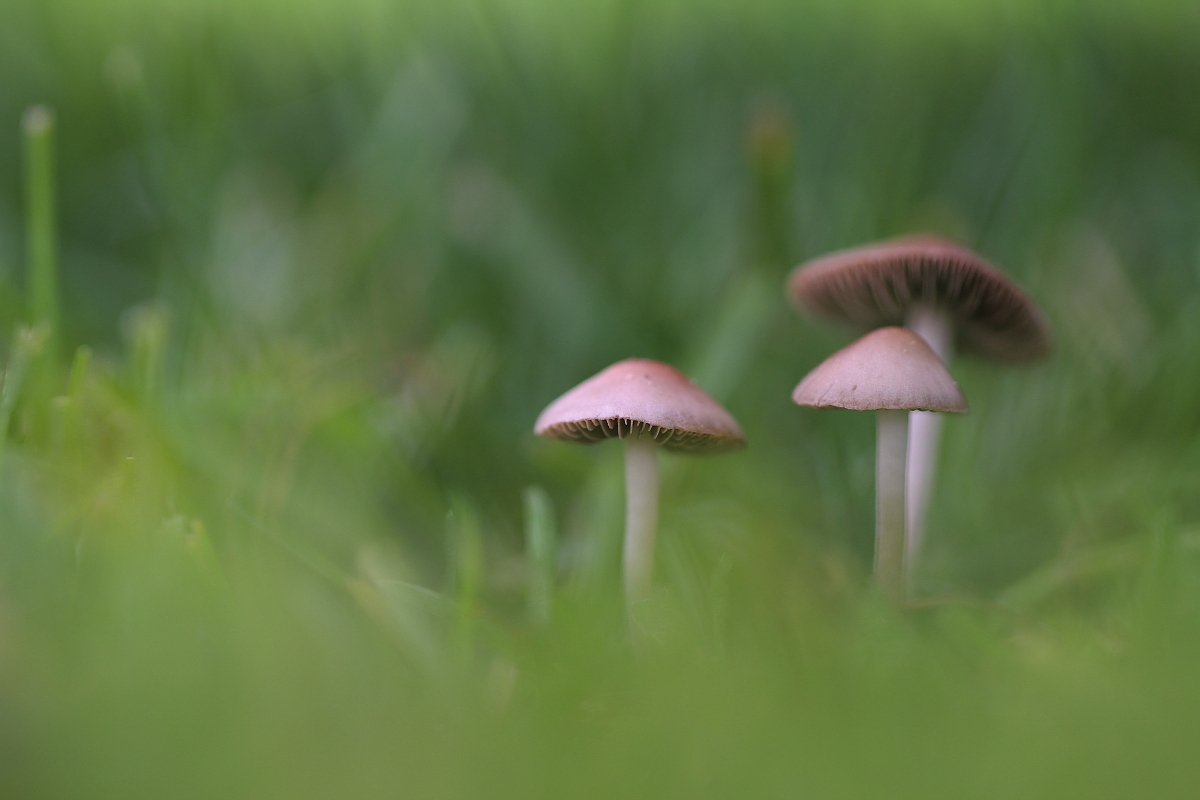 Panaeolina foenisecii