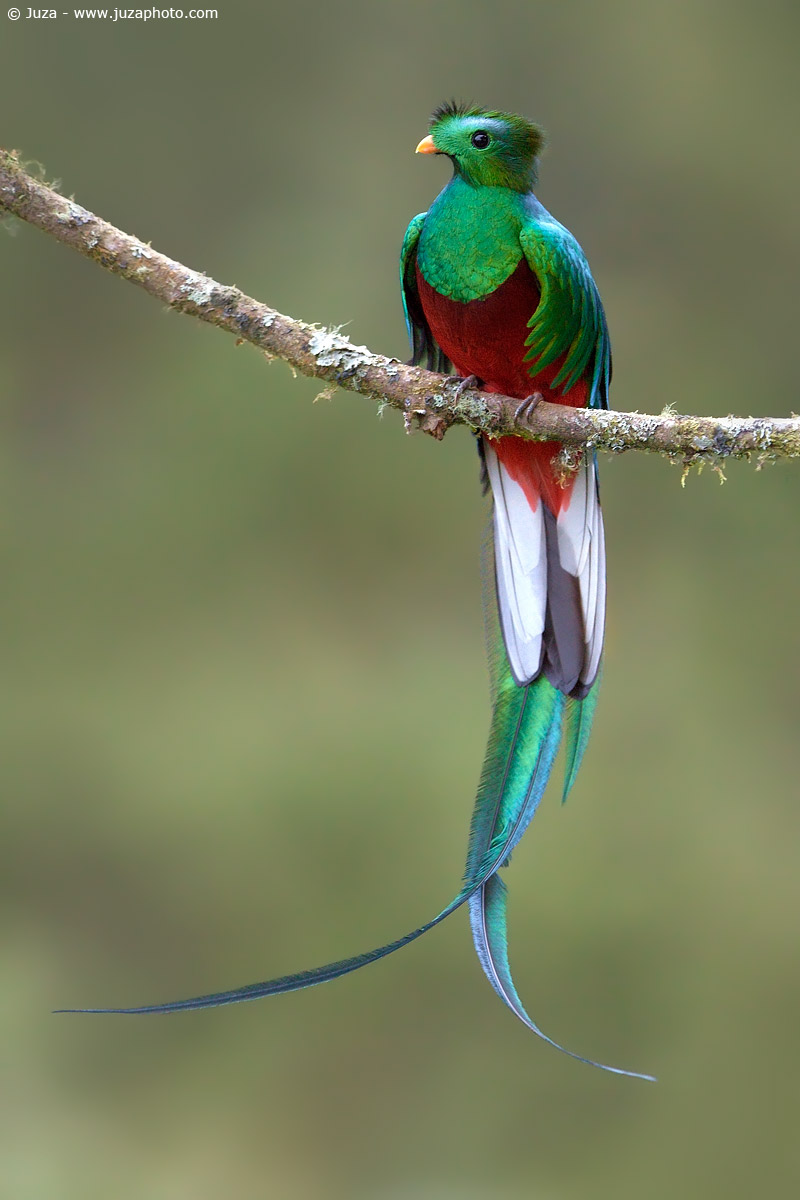 Pharomachrus mocinno (Quetzal), 010760