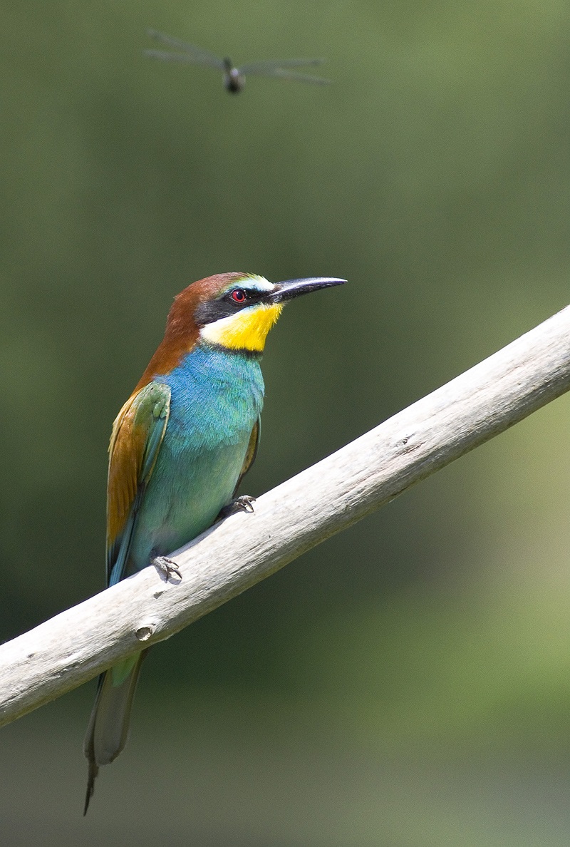 gruccione disattento