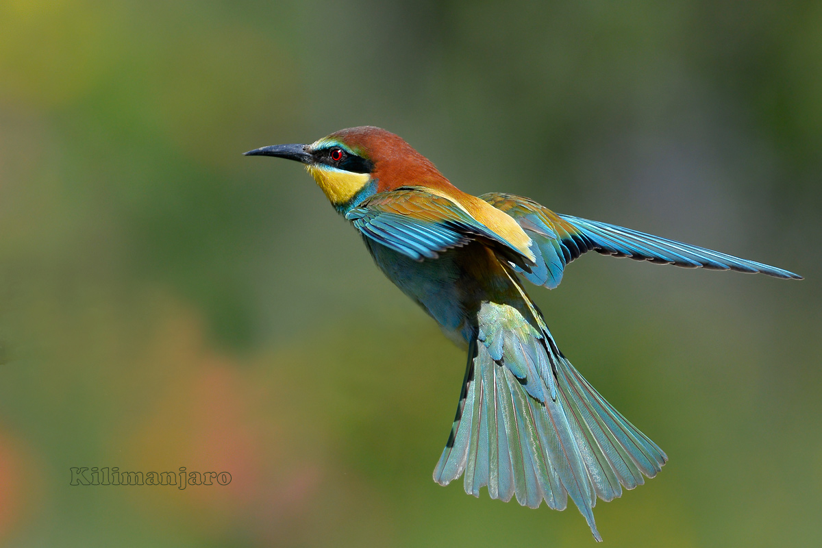 the flight of the bee-eater