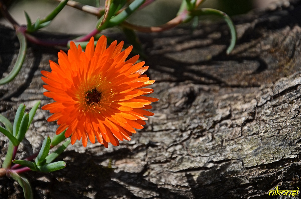 Flower of a cactus plant