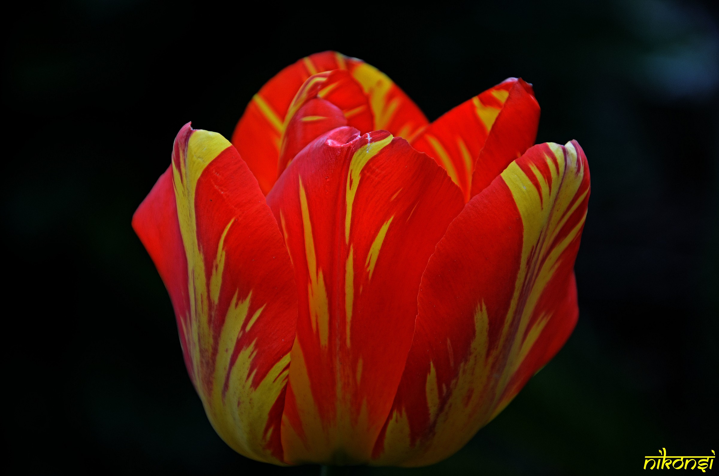 Tulip Roma (yellow red)