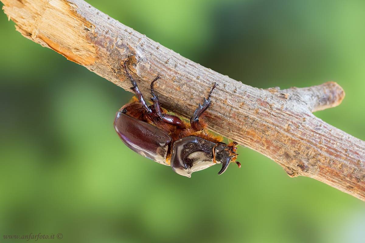 Scarabeo Rinoceronte