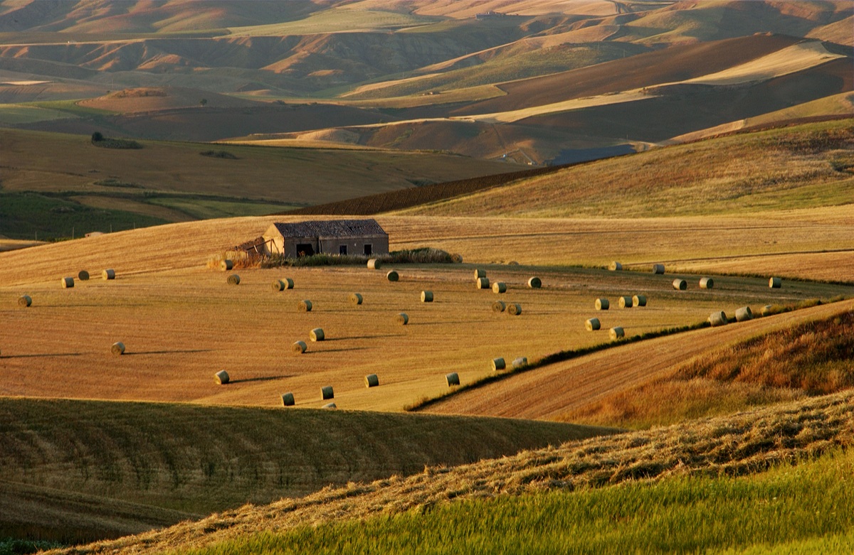 Among the golden fields