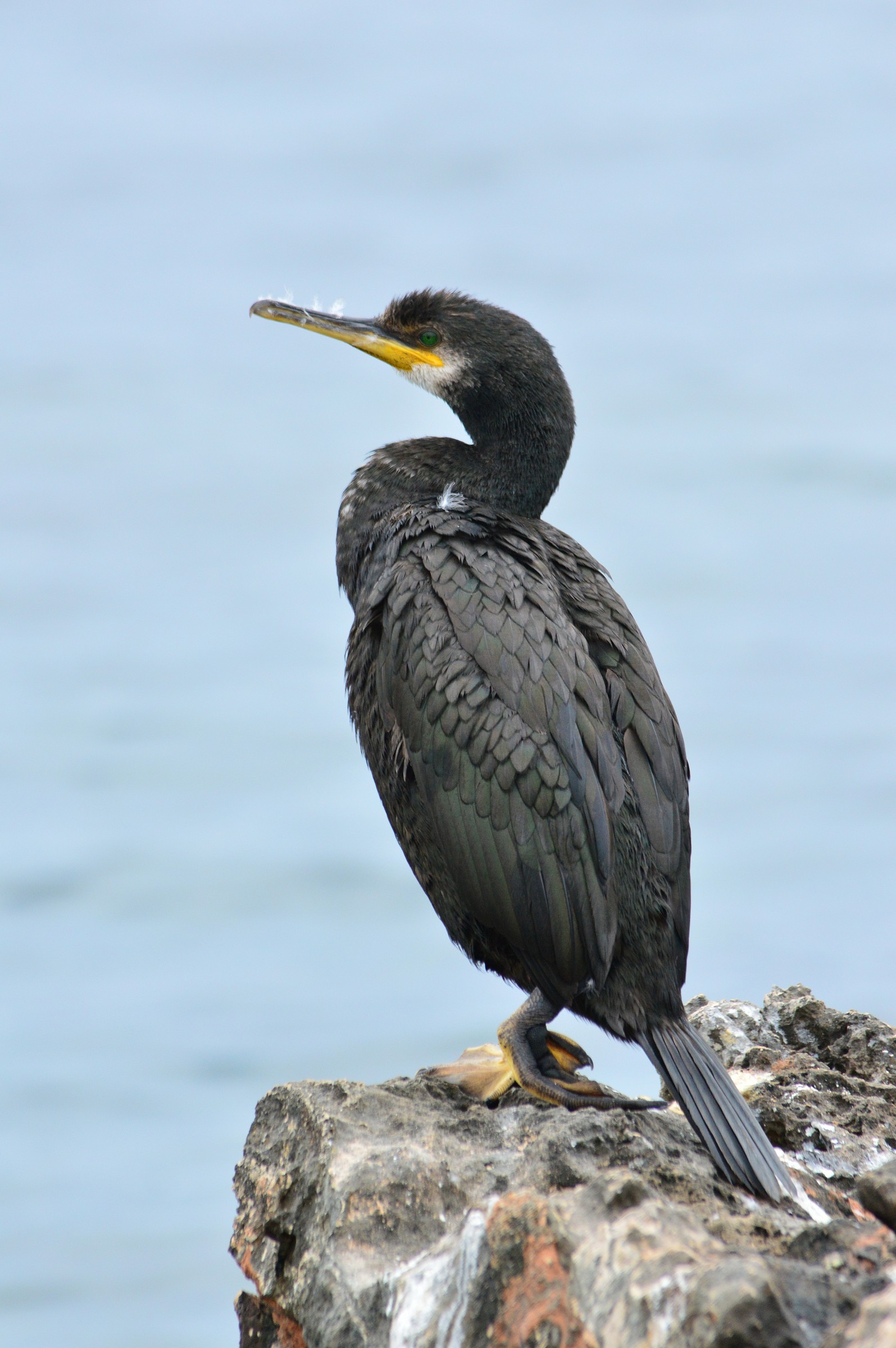 cormorano