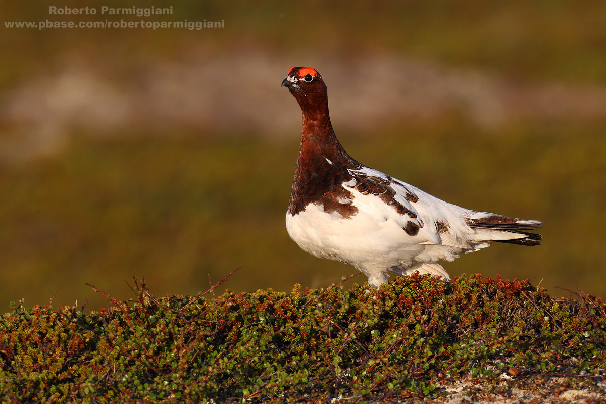 Pernice bianca nordica