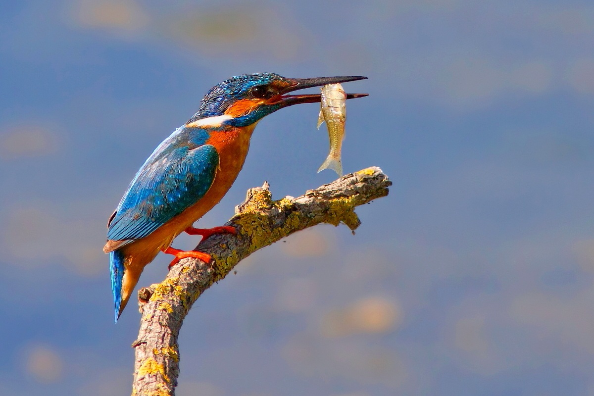 Martin Pescatore:Il Pesce