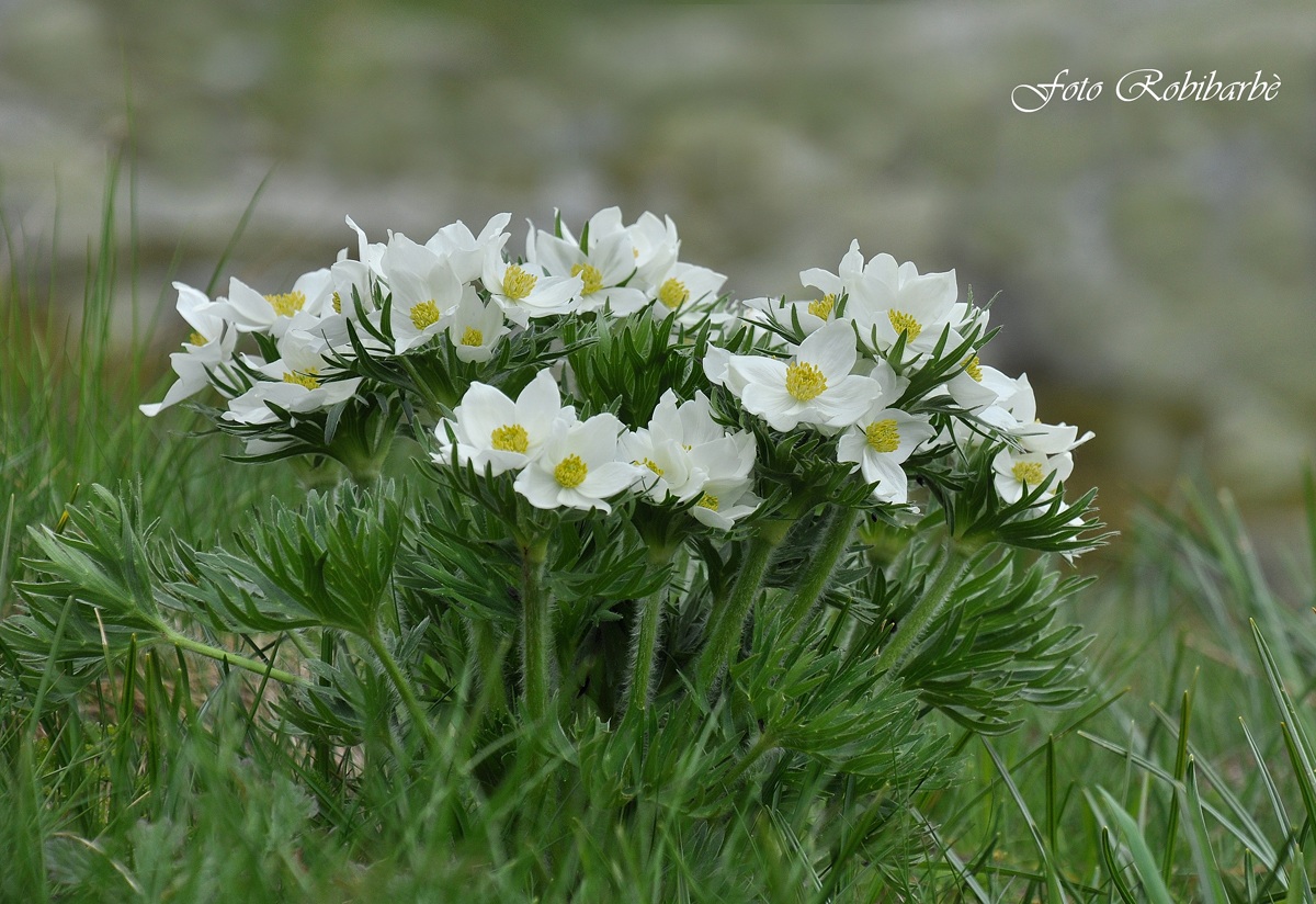 Un bouquet dall'alpe....