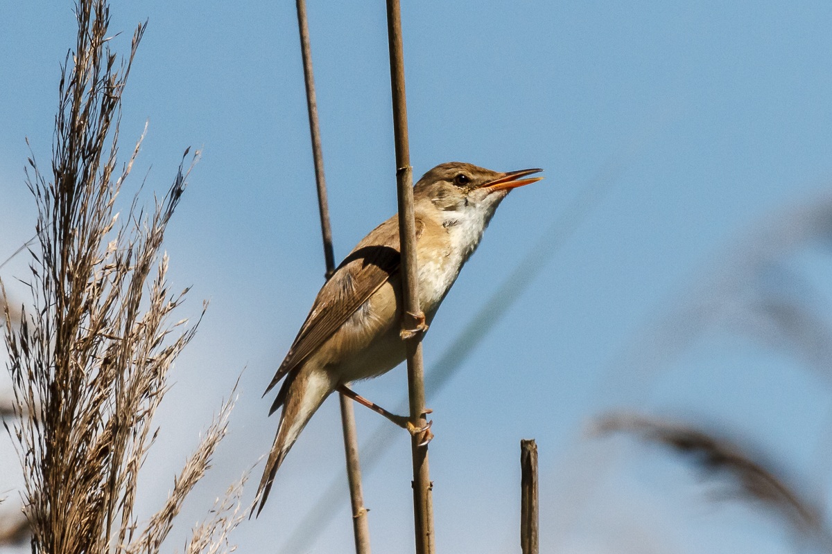 Reed Warbler 3