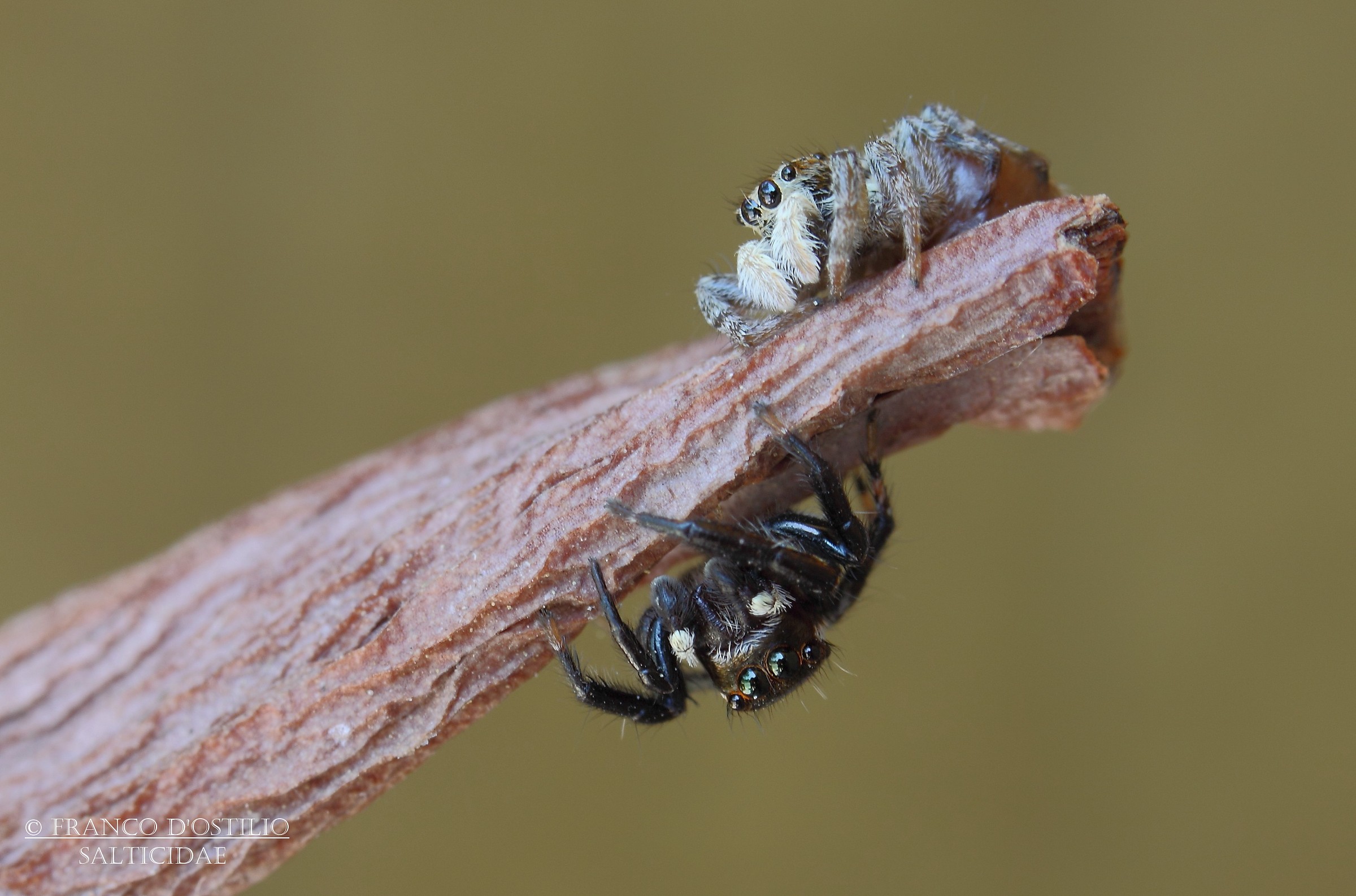 Menemerus semilimbatus.