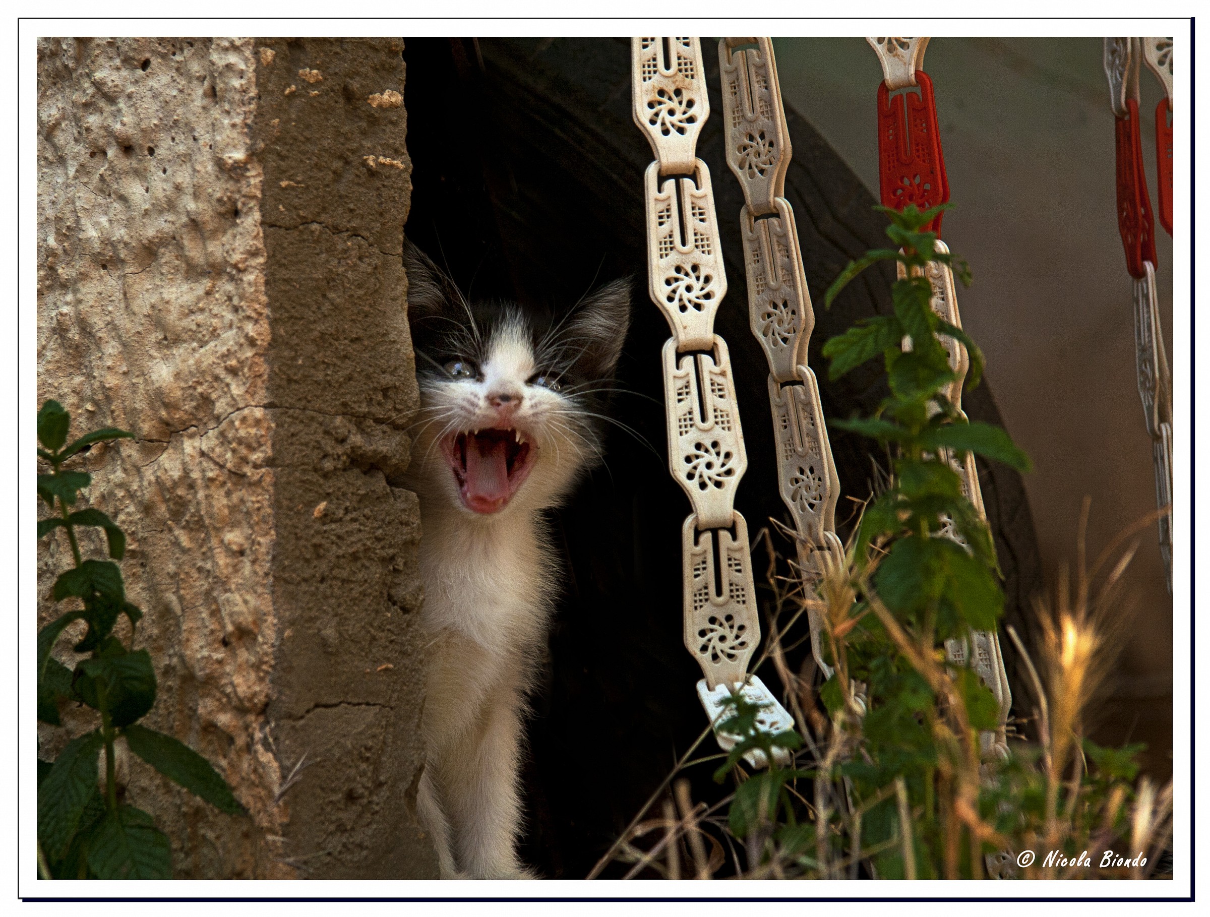 The roar of the kitten