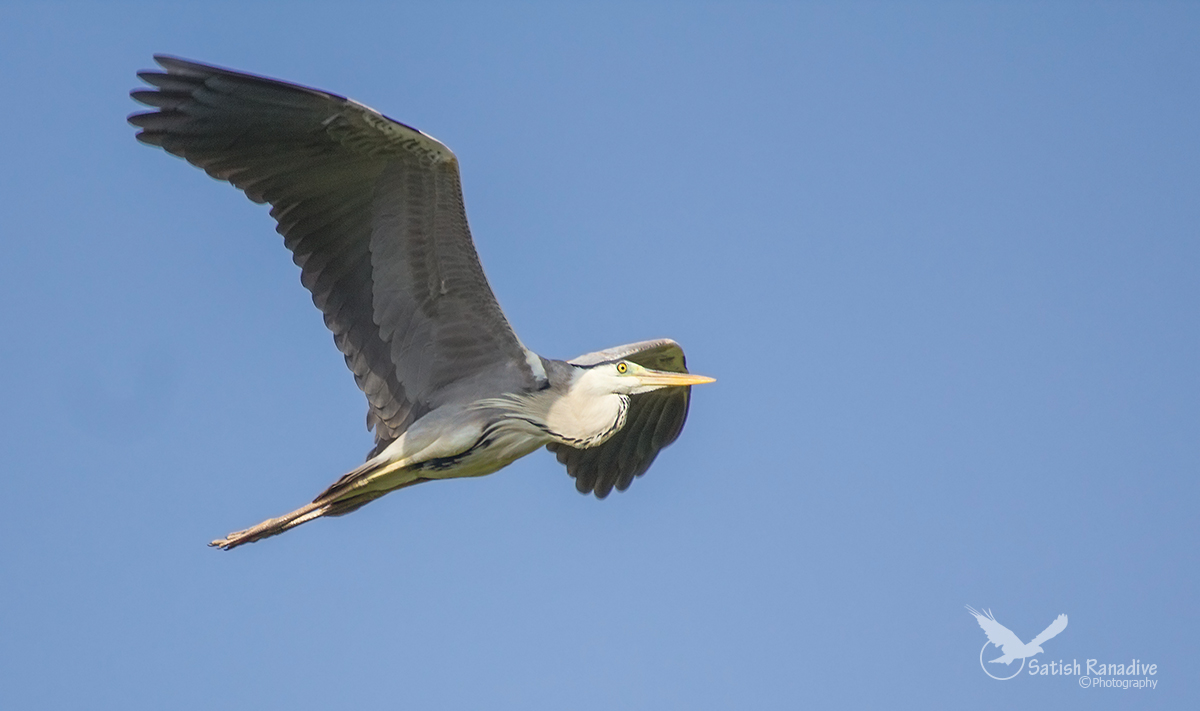 Grey Heron in Flight.