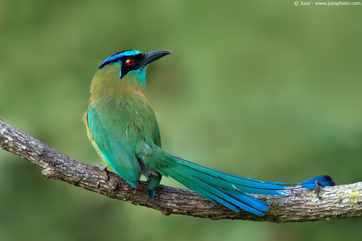 Momotus momota, 010822