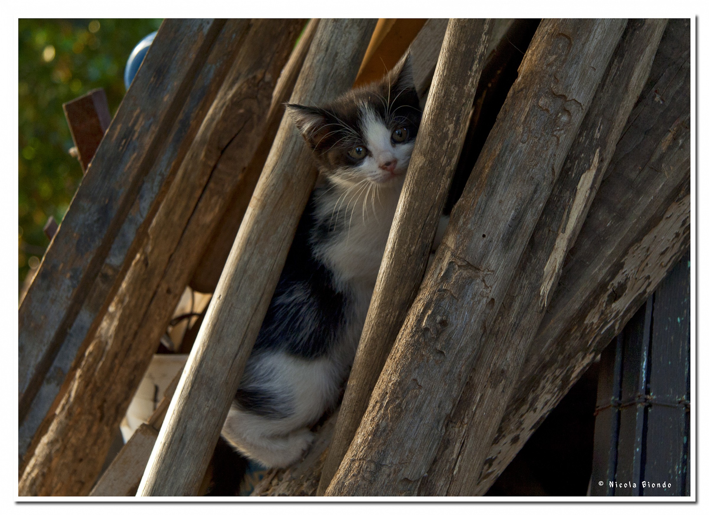Wedged between the wood
