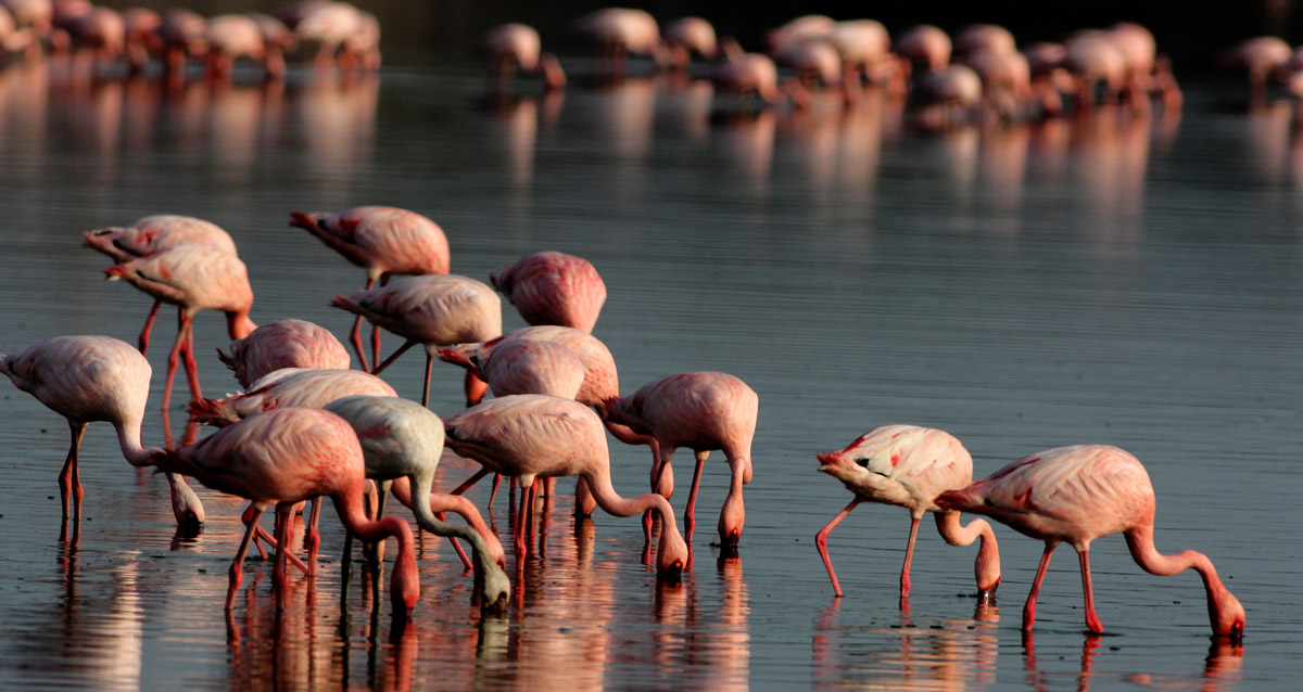 Flamingoes