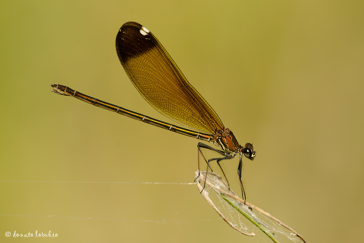 Calopteryx haemorrhoidalis