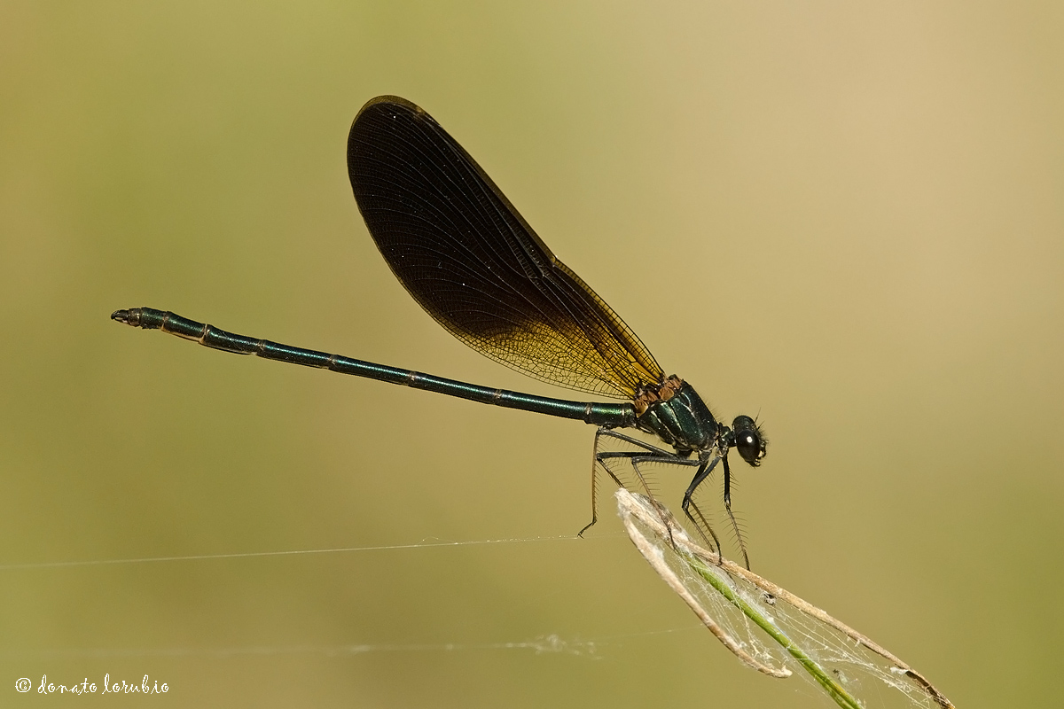 Calopteryx haemorrhoidalis