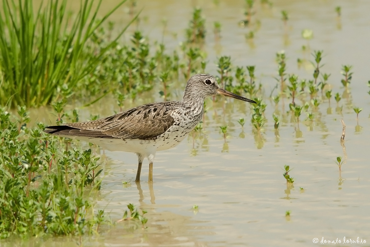 Greenshank