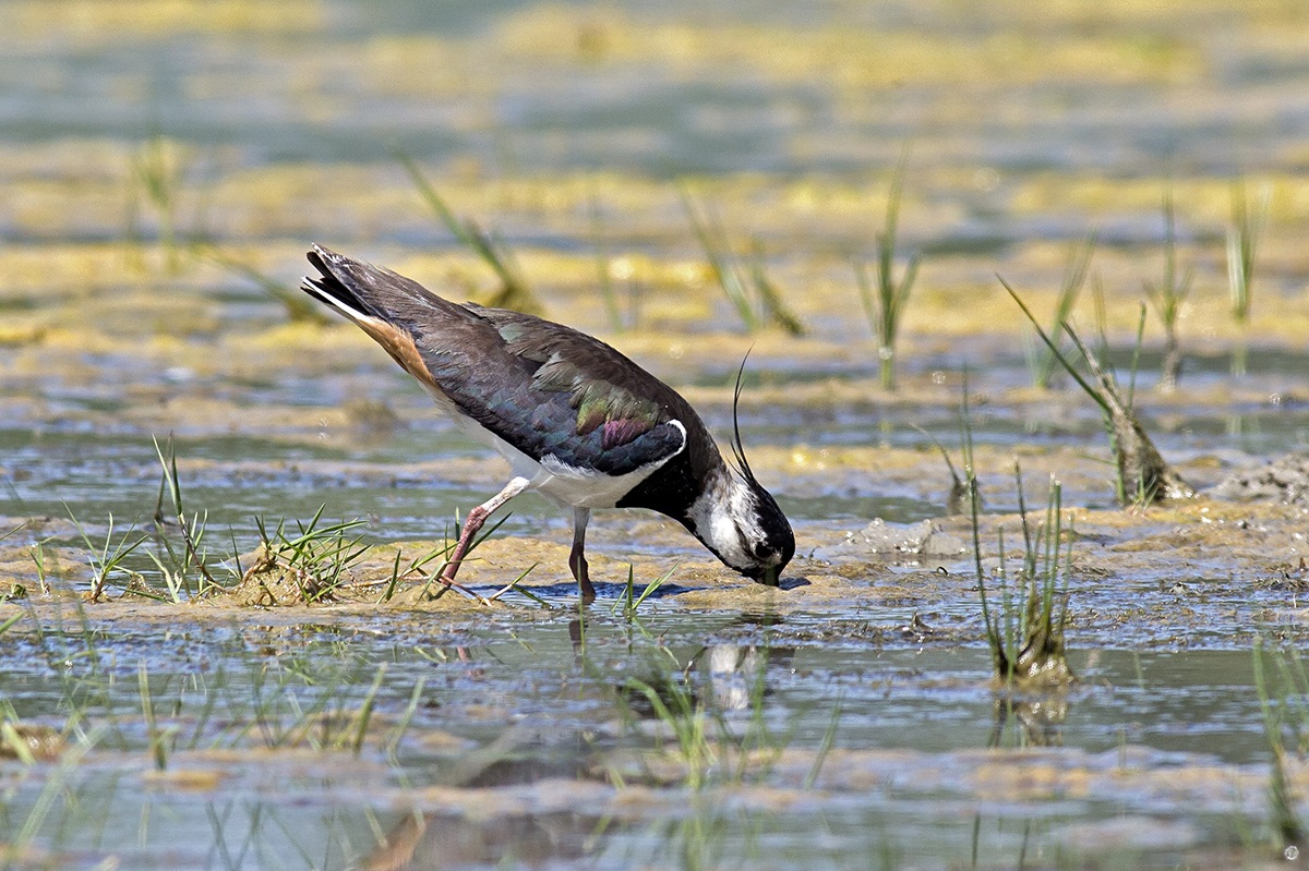 Lapwing