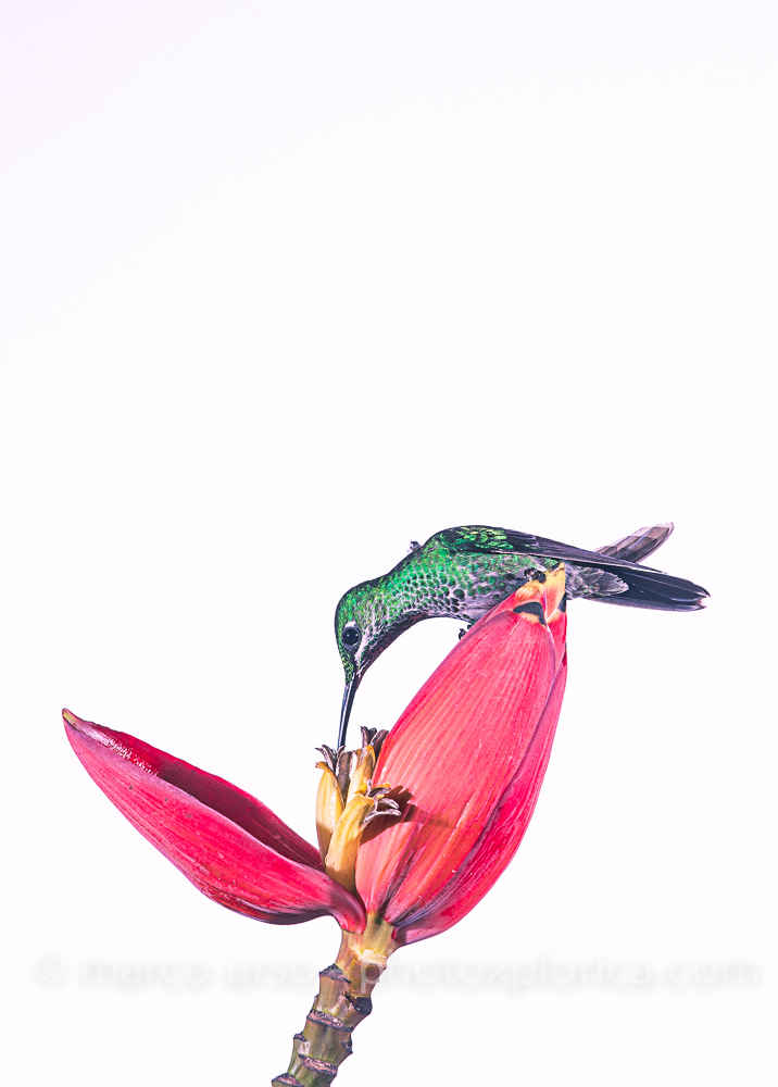 Costa Rica - high key