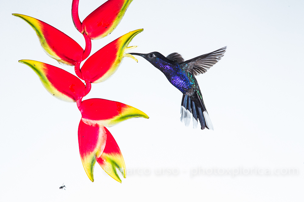 Costa Rica - high key