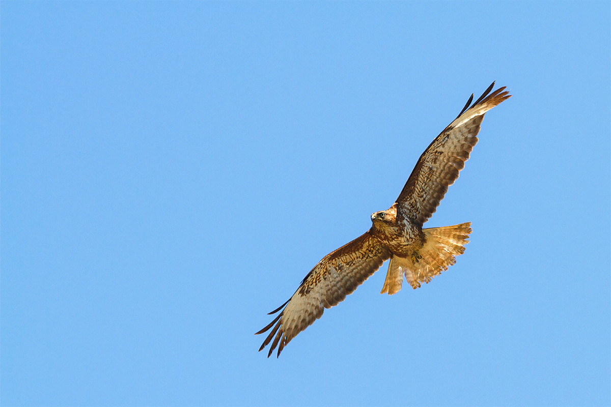 Buzzard (Buteo Buteo)