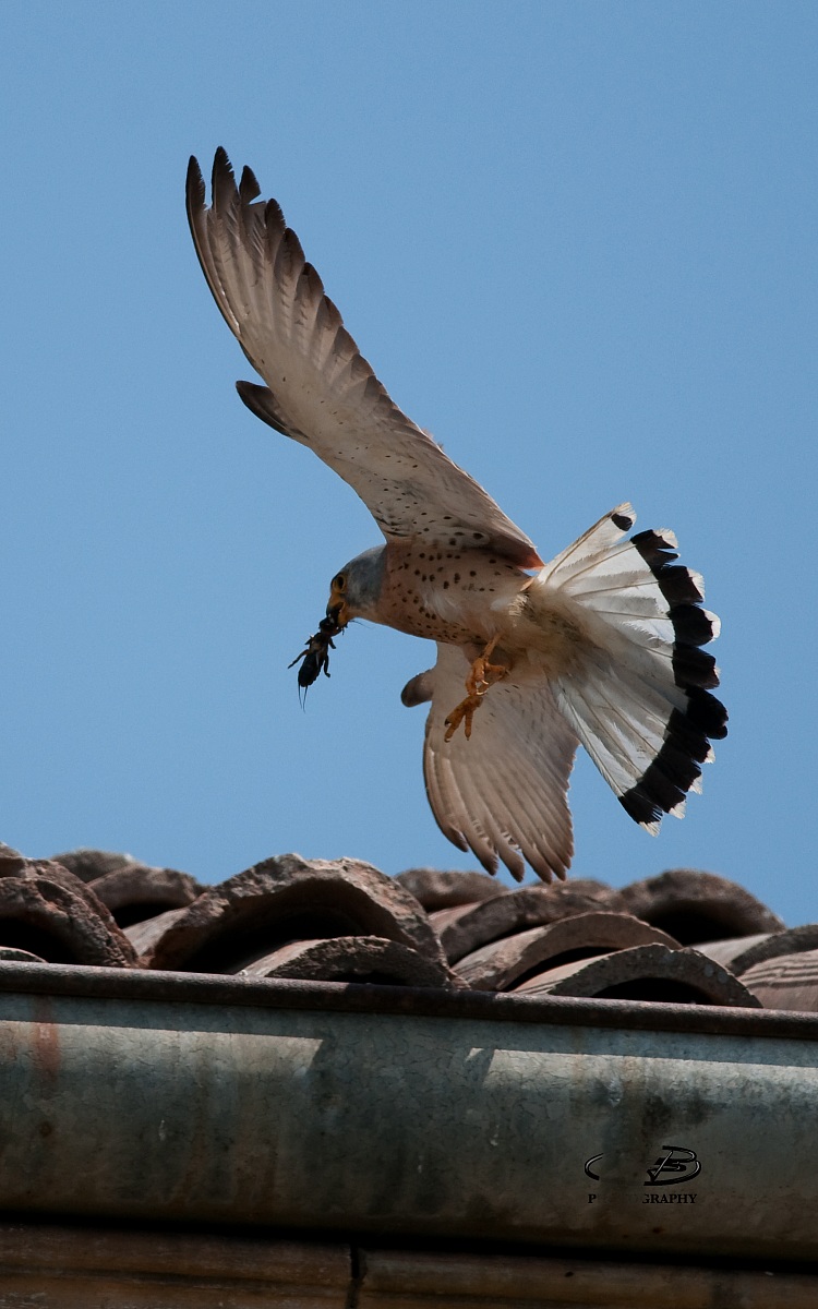 Lesser Kestrel with mole cricket