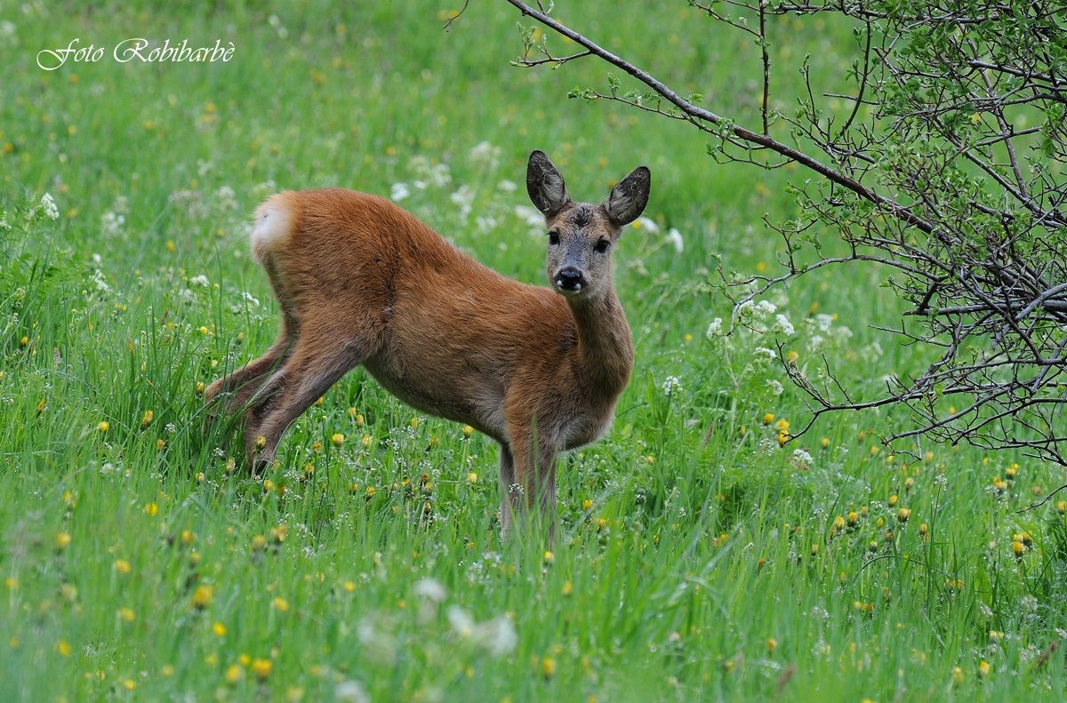 Capriolo.....femmina...