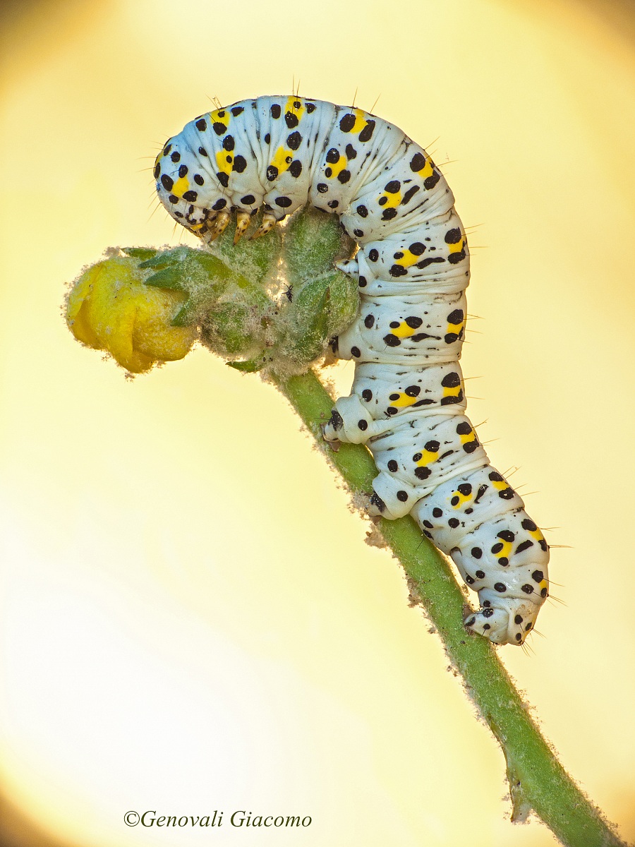 still caterpillars ...